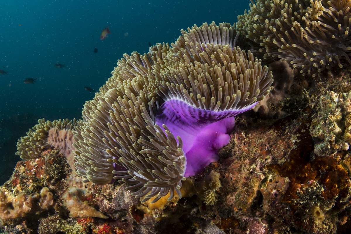 Unterwasseraufnahme einer Anemone mit langen Tentakeln und einem violetten Körper auf einem Korallenriff