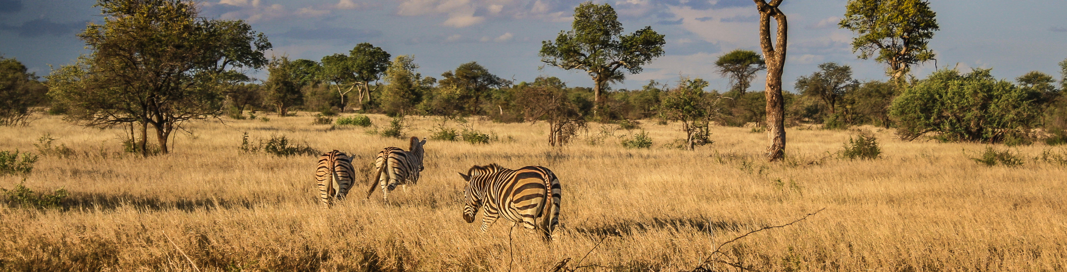 Drei Zebras stehen und grasen in einer offenen Savannenlandschaft mit einzelnen Bäumen und weitem Himmel.