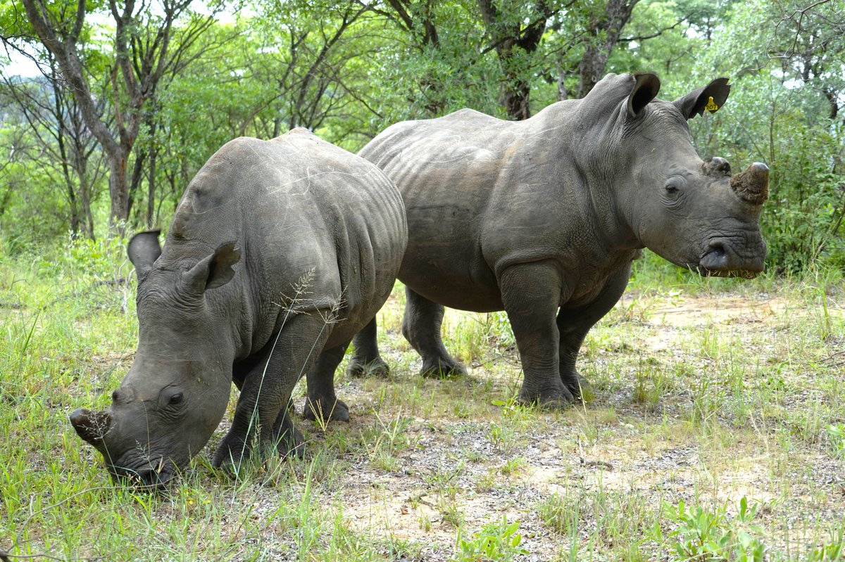 Ein grasendes und ein beobachtendes Nashorn stehen im Wald
