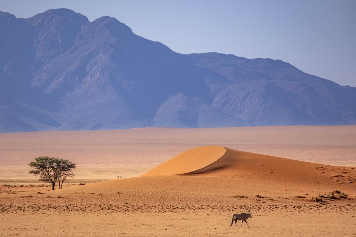Orangefarbene Wüstenlandschaft mit einzelnem Baum und Oryx-Antilope im Vordergrund und bläulich-violett schimmernden Bergen im Hintergrund
