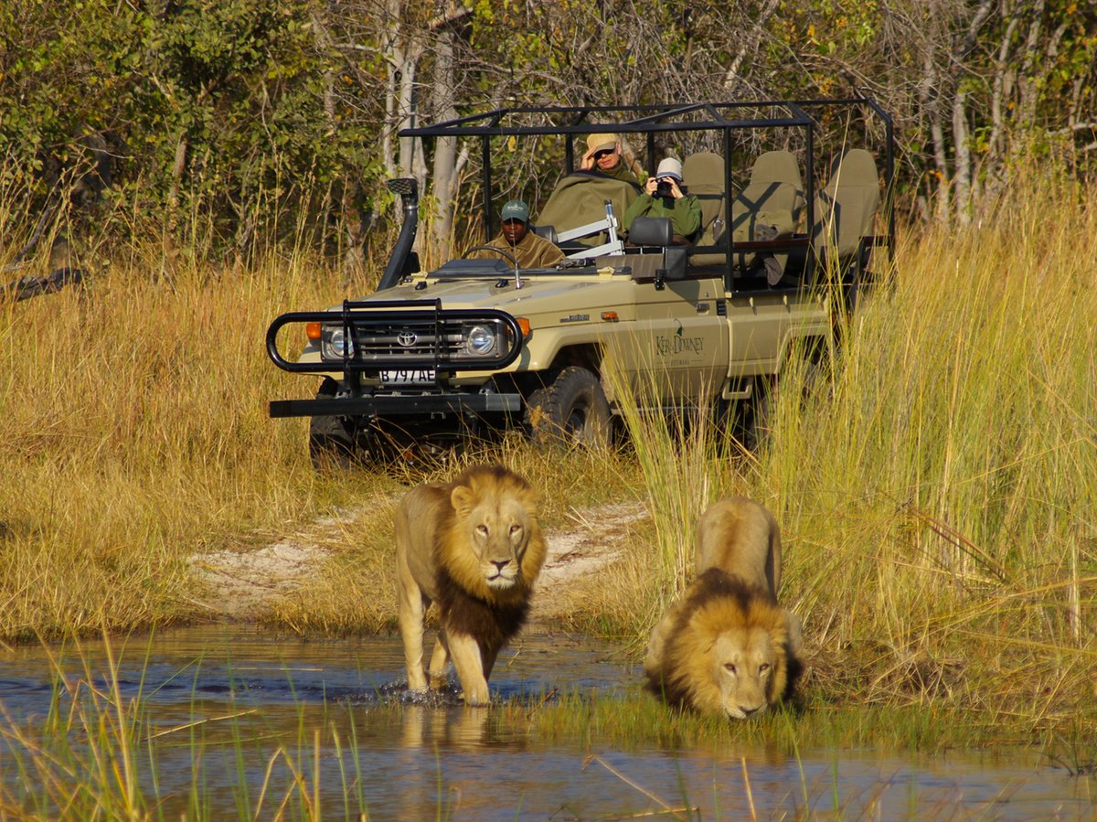 Zwei Löwen waten durch flaches Wasser vor einem Safari-Geländewagen mit drei Personen in offener Landschaft mit hohem Gras und Bäumen im Hintergrund