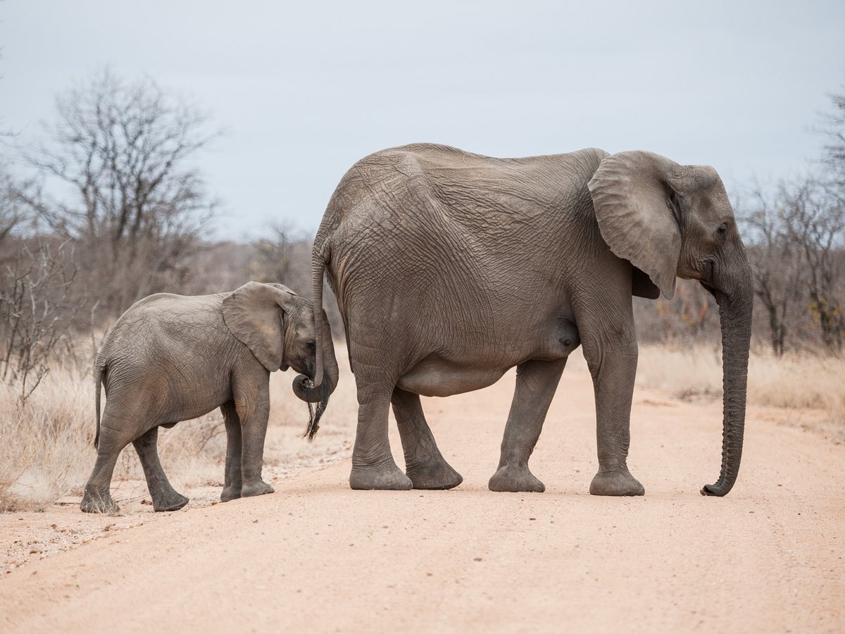Grosser und kleiner Elefant kreuzen einen sandigen Weg. 