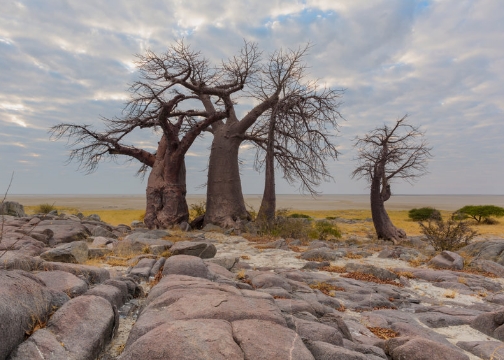Massive, blattlose Bäume mit dicken Stämmen in einer weiten, felsigen Steppenlandschaft.