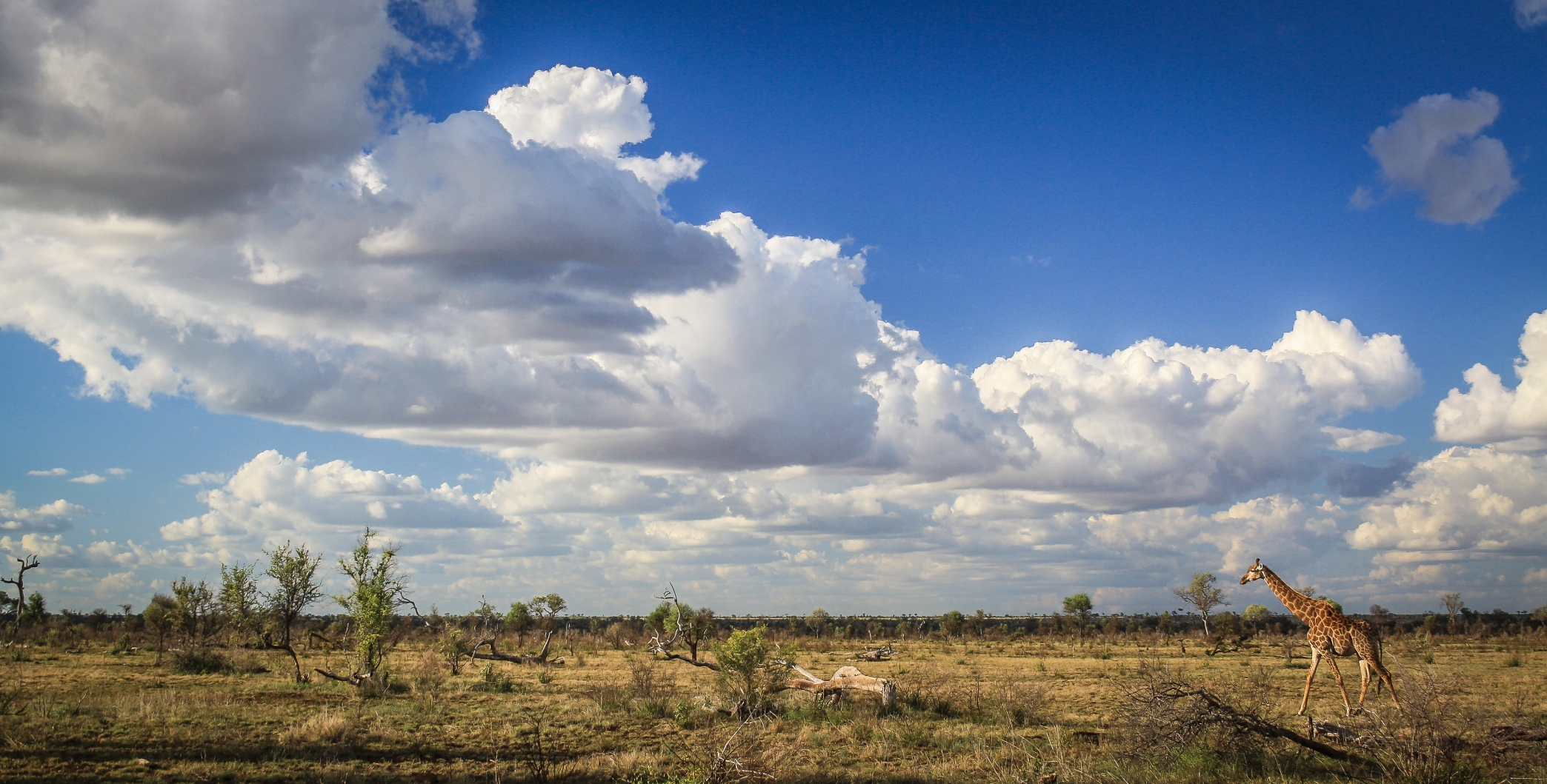 Weiter Himmel über der Savanne mit Giraffe