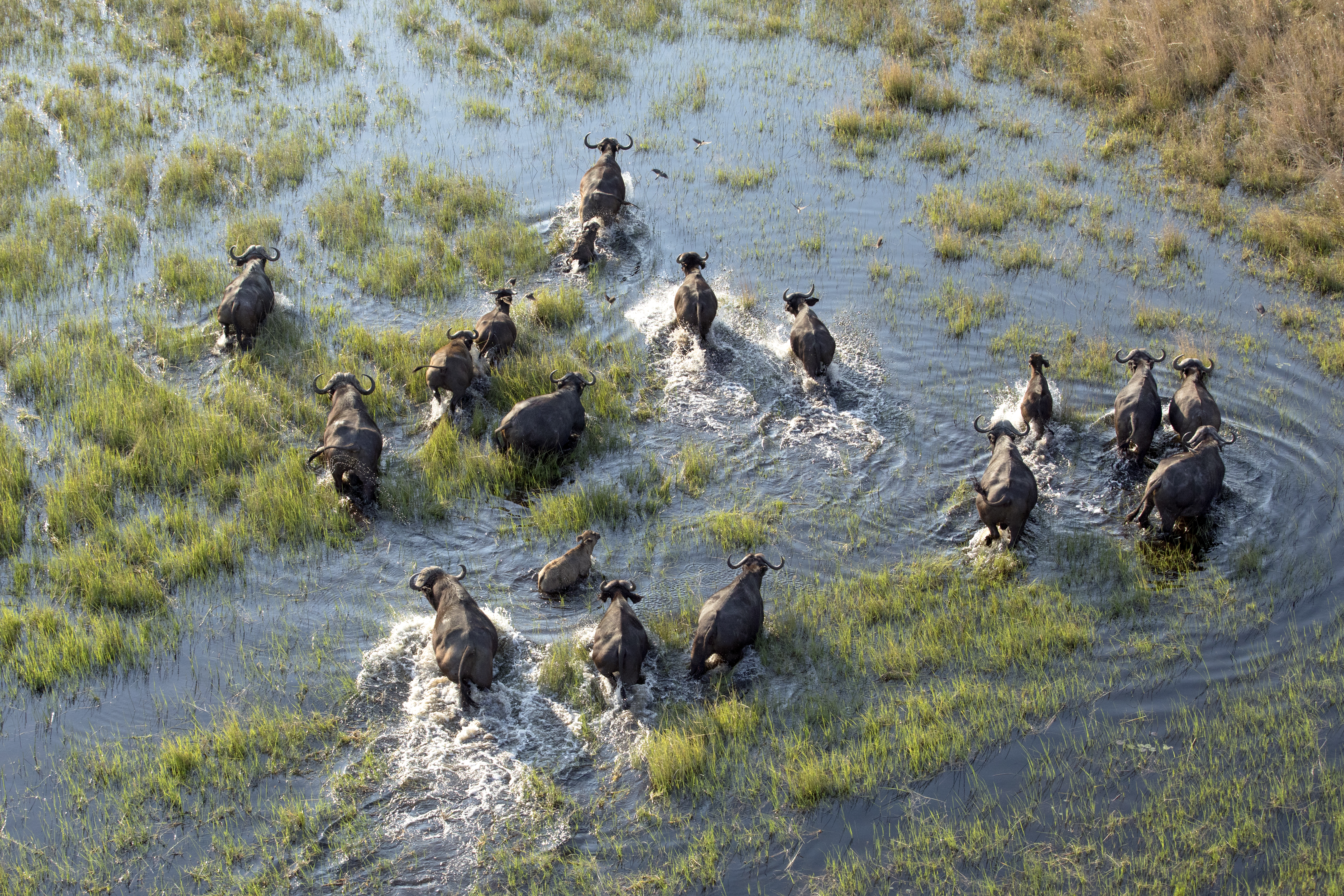 Luftaufnahme einer Herde Büffel, die durch flaches Wasser mit Gras waten
